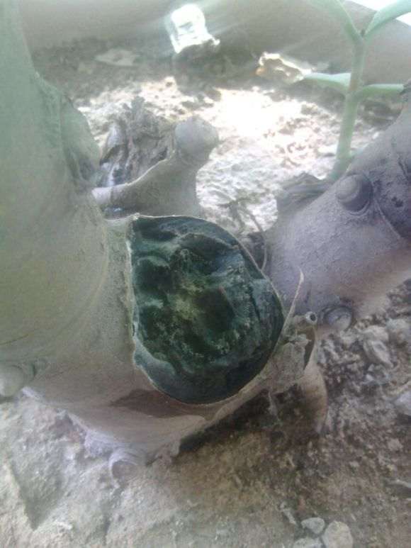 我的玉树盆景怎么回事啊