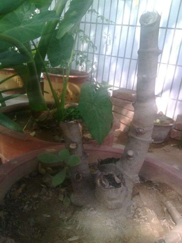 我的玉树盆景怎么回事啊