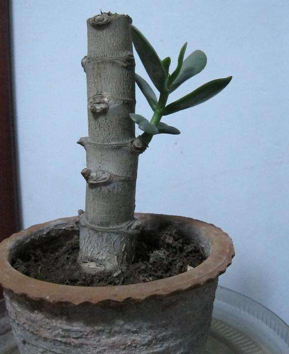 怎么能让玉树盆景长势好看