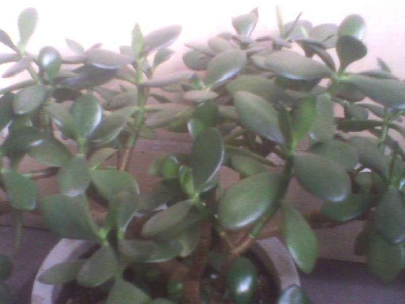 怎么能让玉树盆景长势好看