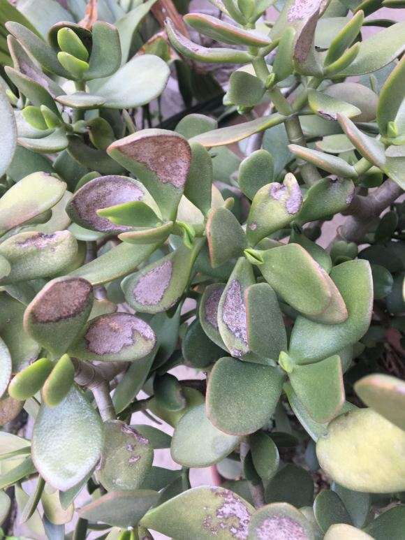 玉树盆景是不是生病了