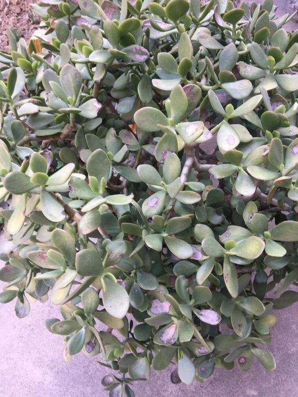 玉树盆景是不是生病了