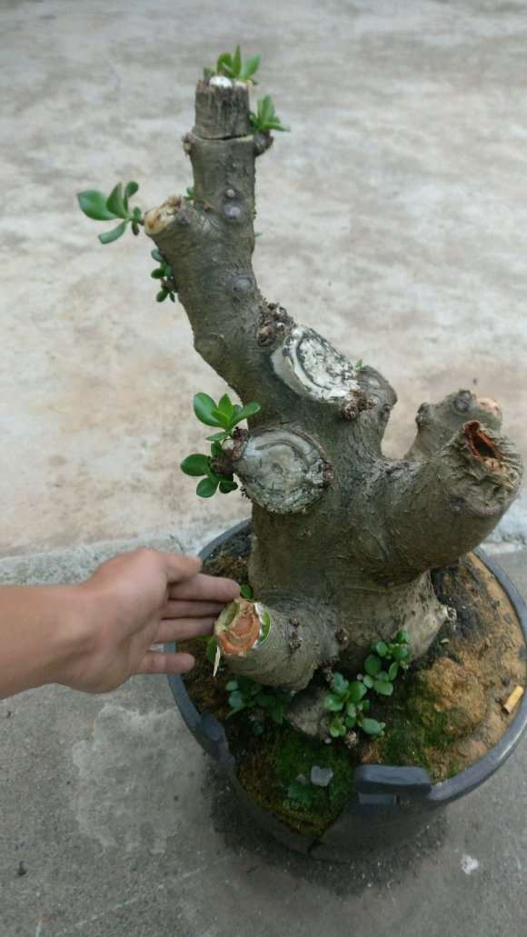 玉树盆景好可怜的说