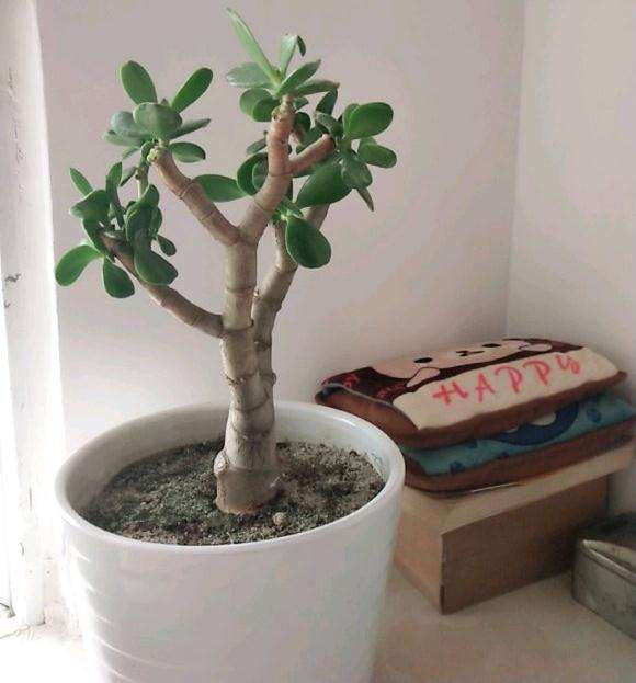 我的玉树盆景不长叶子