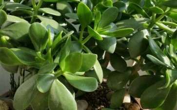 出玉树盆景 8年老桩 图片