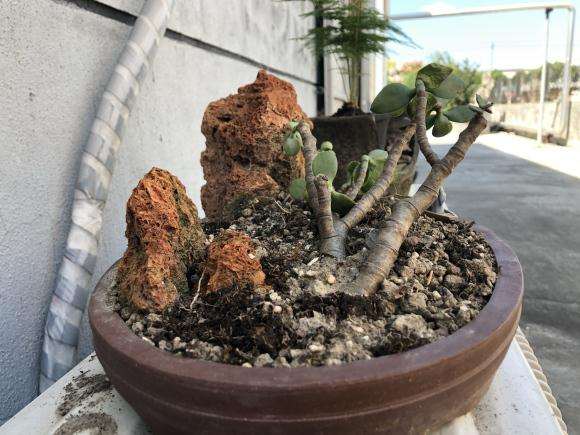 玉树盆景的杆子 怎么制作盆景