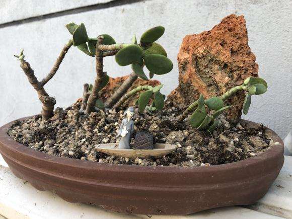 玉树盆景的杆子 怎么制作盆景