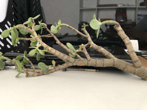 玉树盆景的杆子 怎么制作盆景