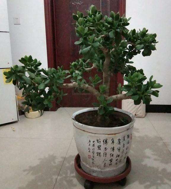 这五玉树盆景怎样造型