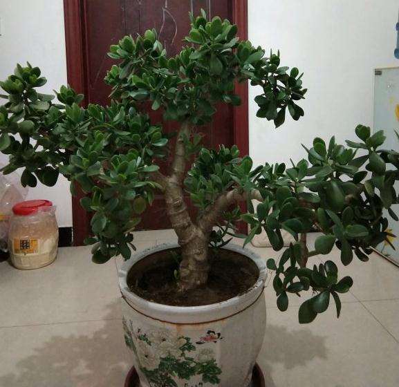 这五玉树盆景怎样造型