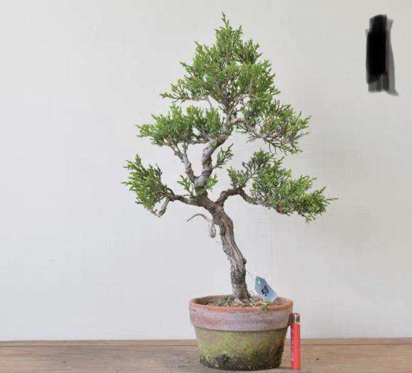 桧柏盆景该怎么养