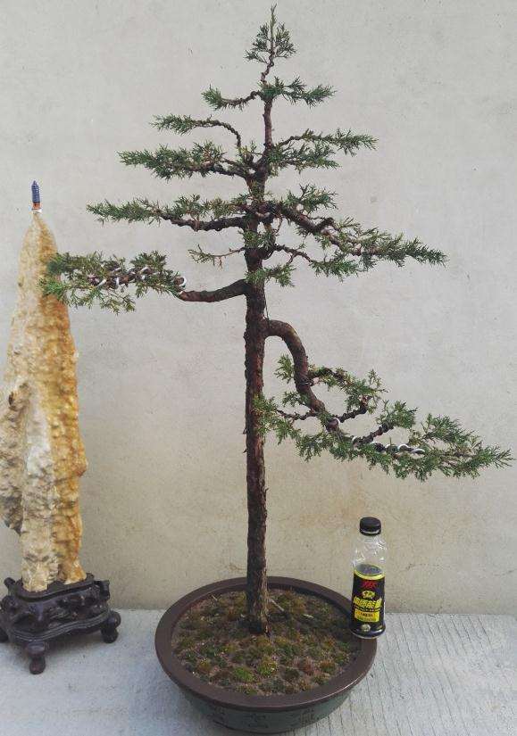 桧柏盆景怎么修剪上盆