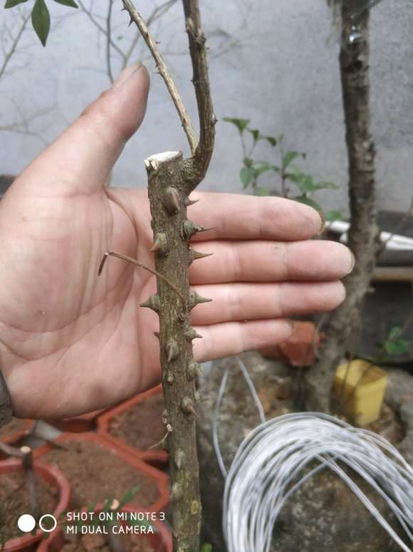 这是不是降龙木下山桩