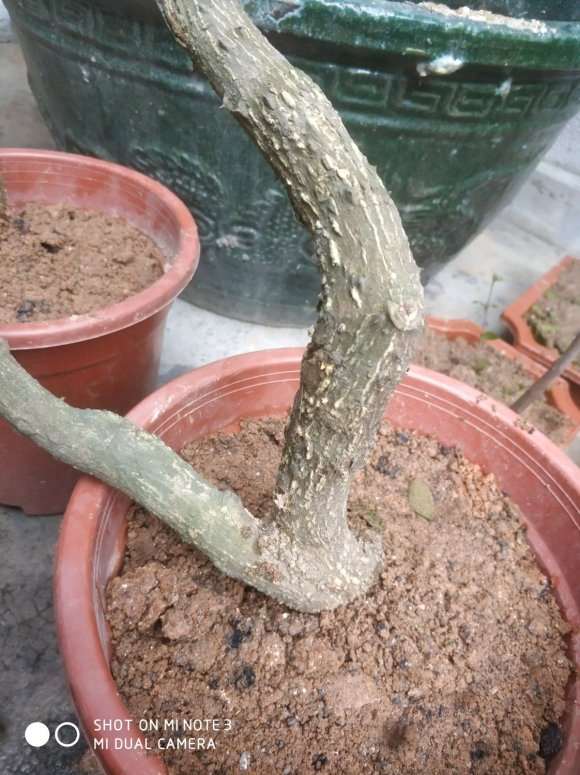 这是不是降龙木下山桩