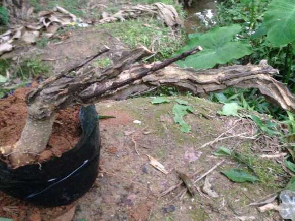 两面针下山桩 如何扎形或修剪