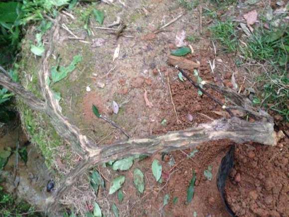 两面针下山桩 如何扎形或修剪
