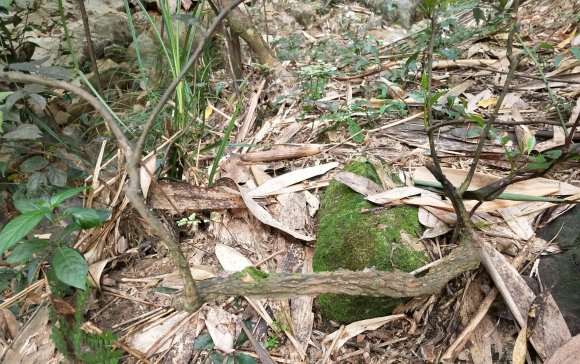 两面针下山桩 能做盆景吗
