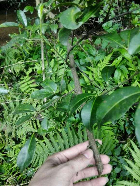 这是不是两面针下山桩