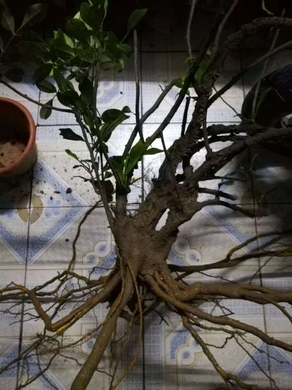 初学挖桩 两面针下山桩