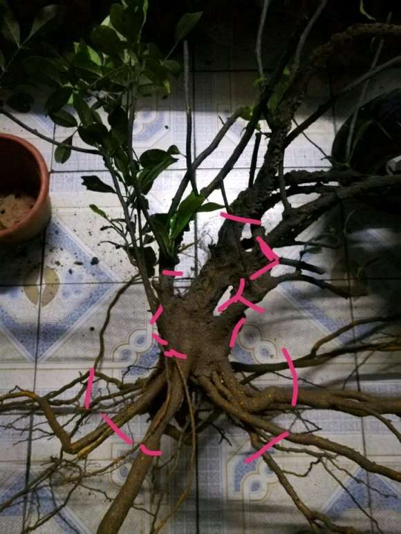 初学挖桩 两面针下山桩