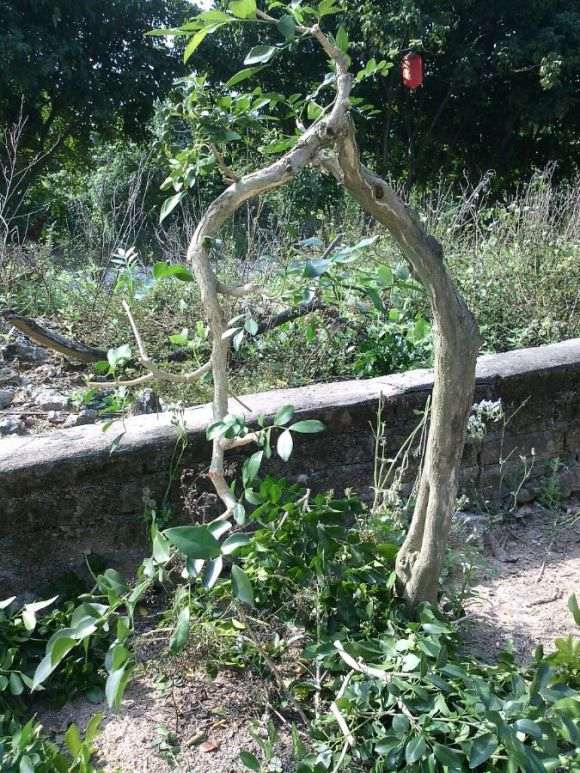 种了1个月的两面针下山桩