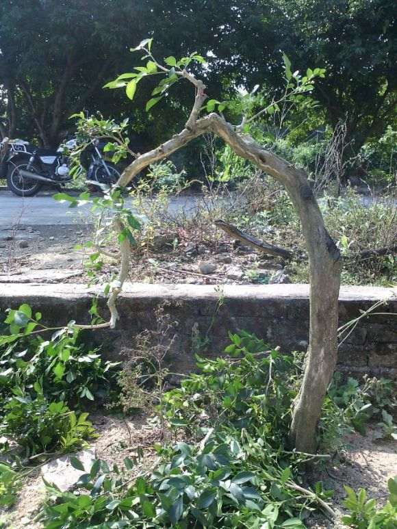 种了1个月的两面针下山桩