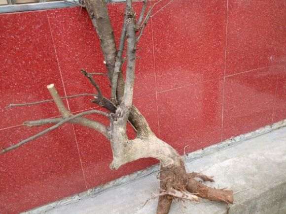 刚回家的1棵梨树下山桩