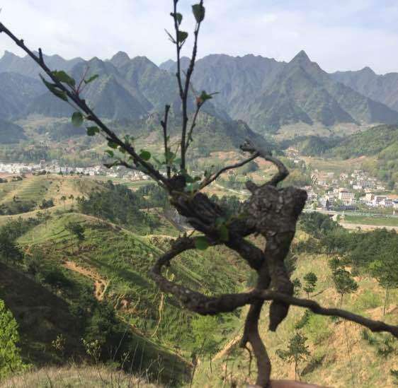 梨树下山桩几月挖好活