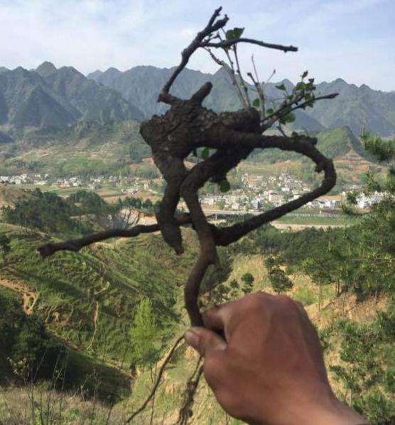 梨树下山桩几月挖好活