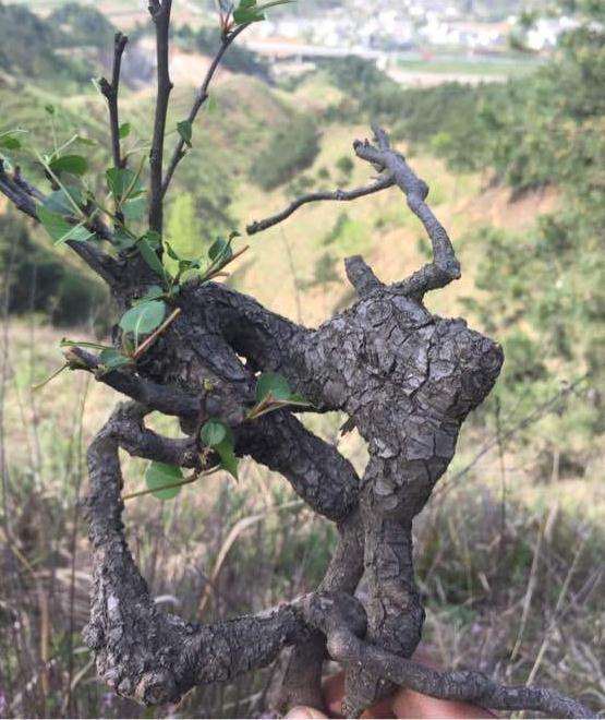 梨树下山桩几月挖好活