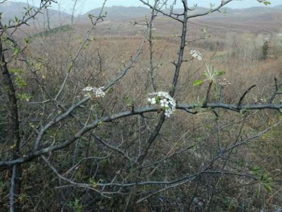 今天挖的梨子下山桩