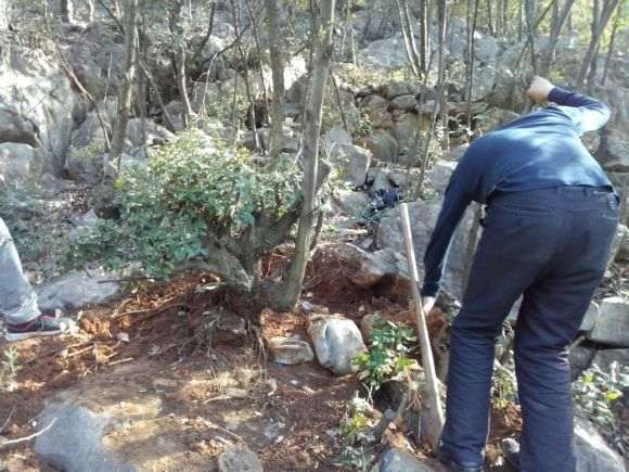 三年铁梨树下山桩