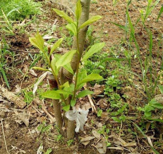 梨树下山桩7颗活5颗