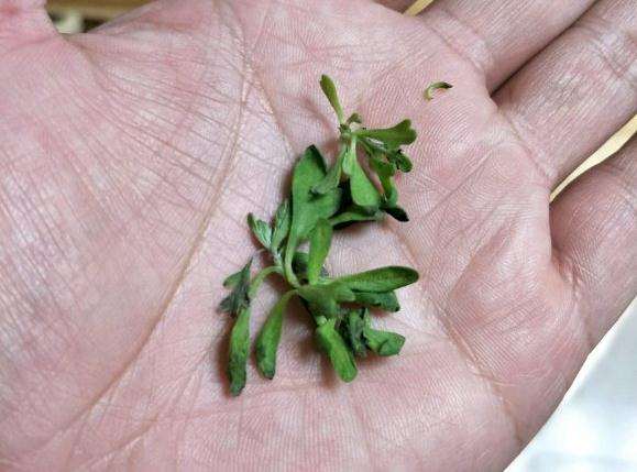 雪艾盆景修剪后叶子发黑枯萎