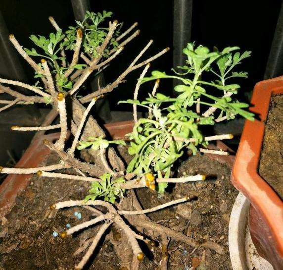 雪艾盆景修剪后叶子发黑枯萎