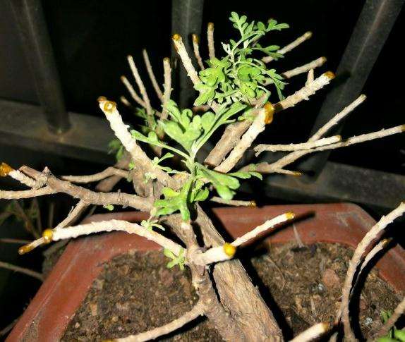 雪艾盆景修剪后叶子发黑枯萎