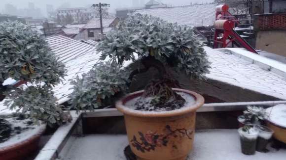 冬天室外雪艾盆景不会被冻死吗