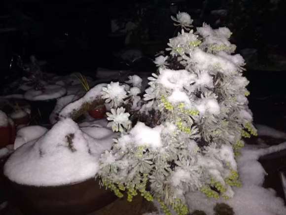 冬天室外雪艾盆景不会被冻死吗