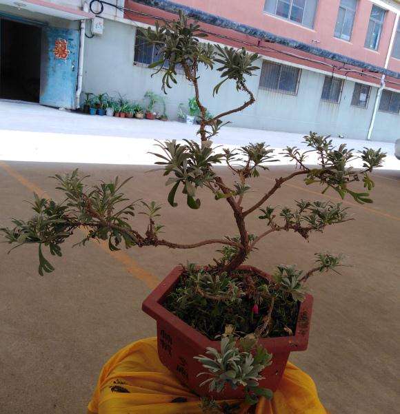 今天修剪的雪艾盆景