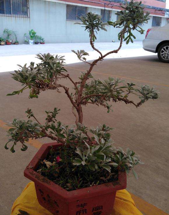 今天修剪的雪艾盆景