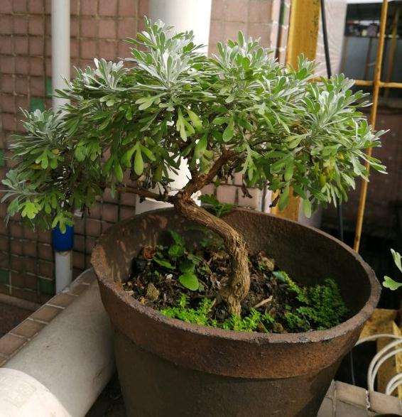 雪艾盆景叶子蔫了