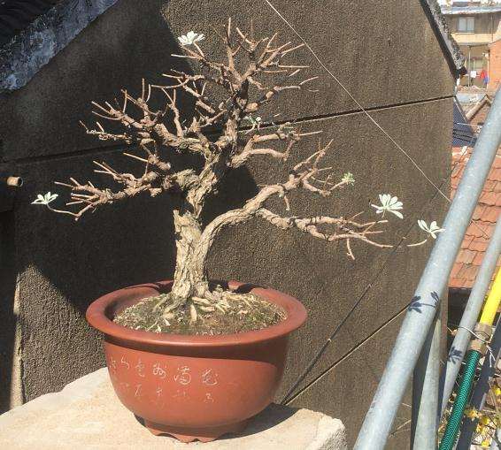 春天要将雪艾盆景叶子全剪掉吗