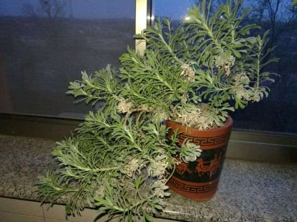 雪艾盆景是不是该修剪了