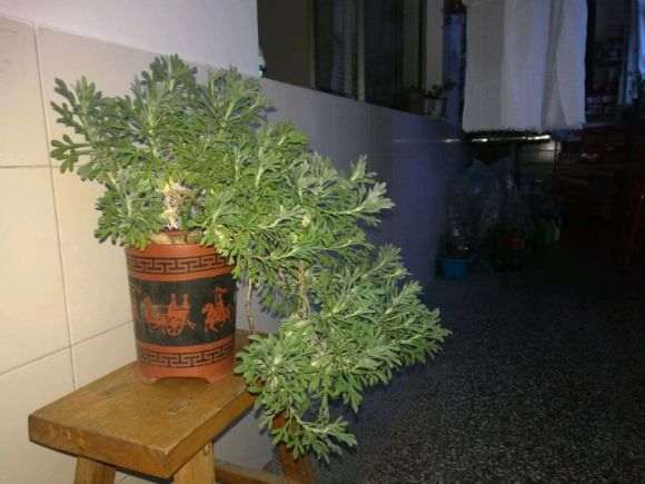 雪艾盆景是不是该修剪了