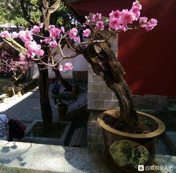 碧桃盆景开花了 怎么样