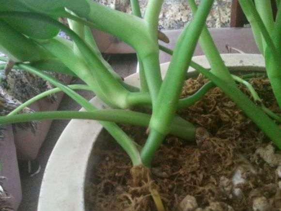 这是龟背竹盆景吗 养了两年了