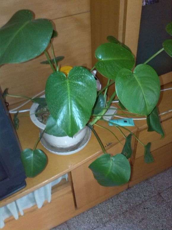 这是龟背竹盆景吗 养了两年了