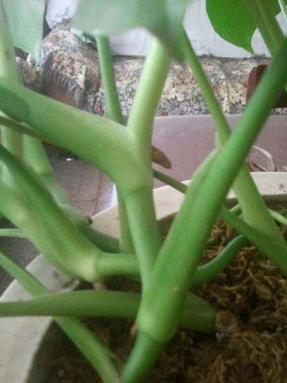 这是龟背竹盆景吗 养了两年了