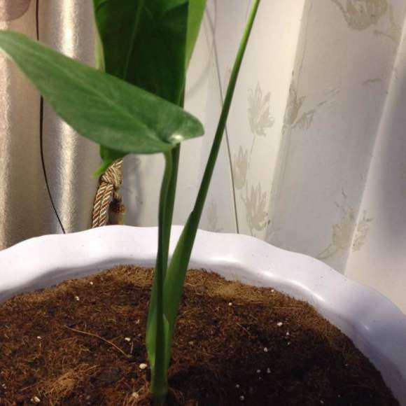 龟背竹盆景种了2个星期