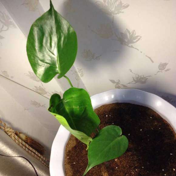 龟背竹盆景种了2个星期